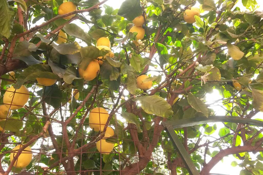 Il profumo dei limoni