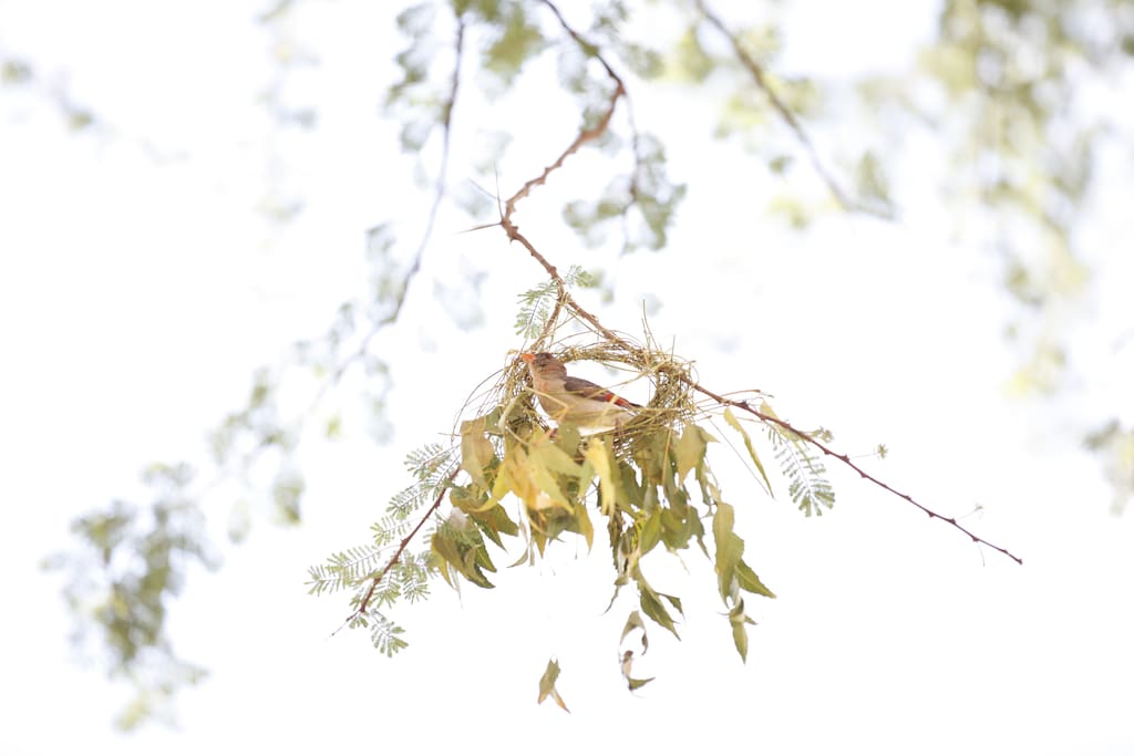 Bird at the compound