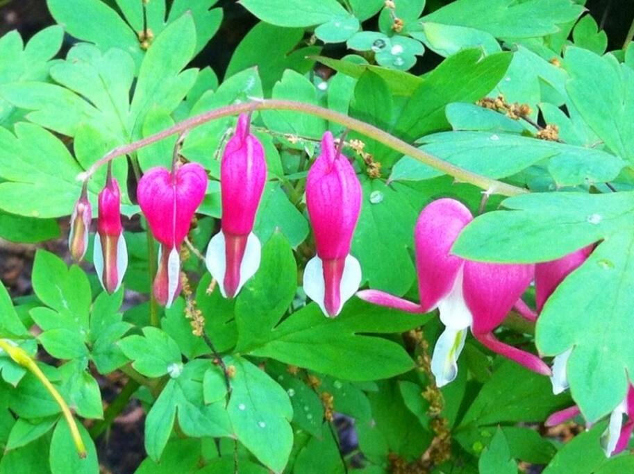 Bleeding Hearts in our garden