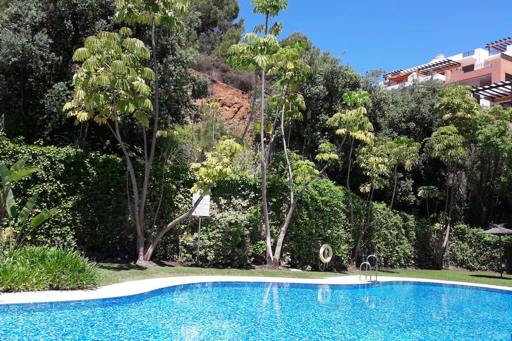 Swimming pool and tropical garden