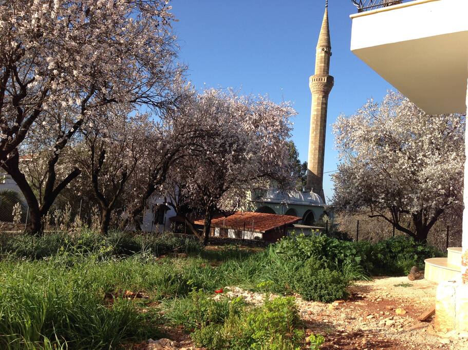 Neighbour mosque