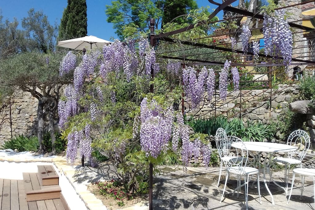 Wisteria on the Lily Pond terrace