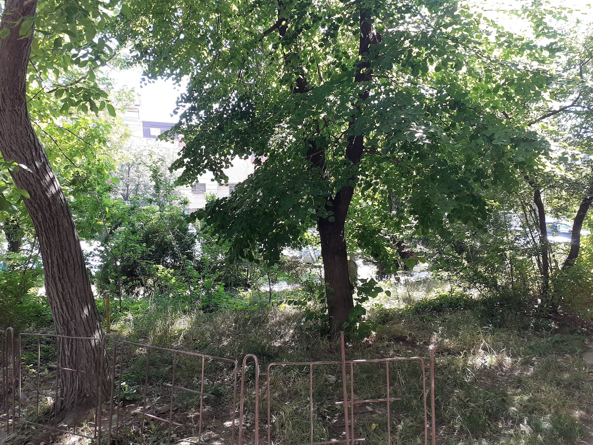 A green outdoor space is surrounded by lush trees and foliage, providing a natural setting. In the foreground, a low fence is visible, indicating the boundary of the area. Sunlight filters through the leaves, creating dappled light on the ground.