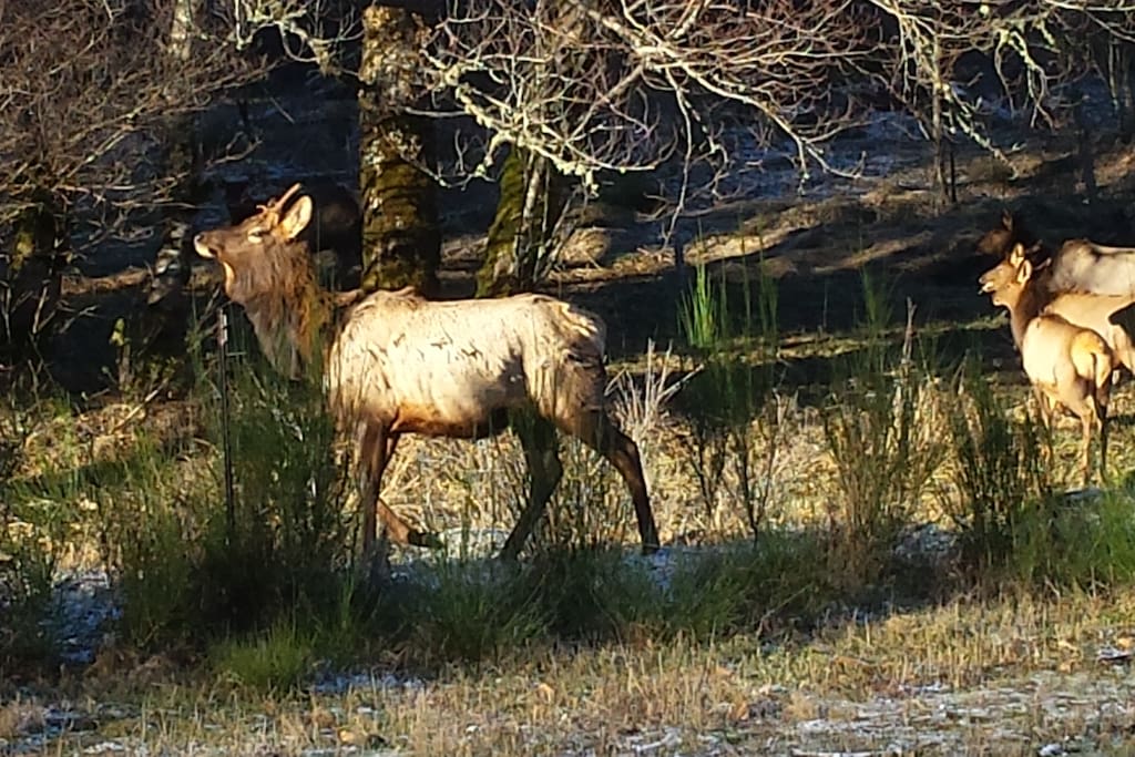 Elk are all around