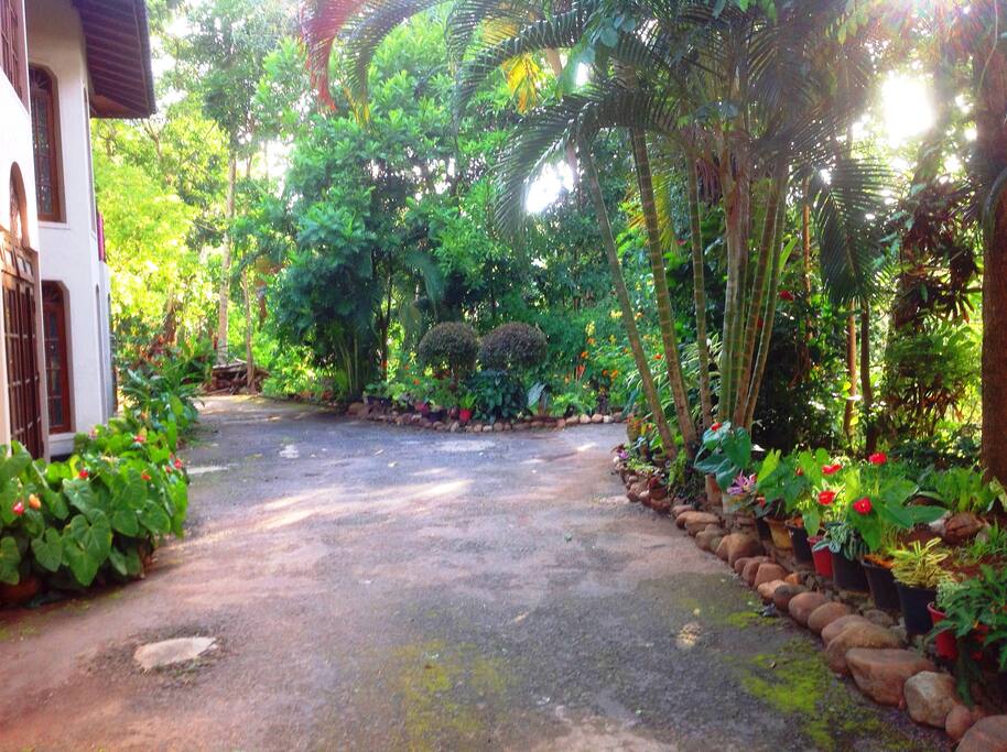 garden
