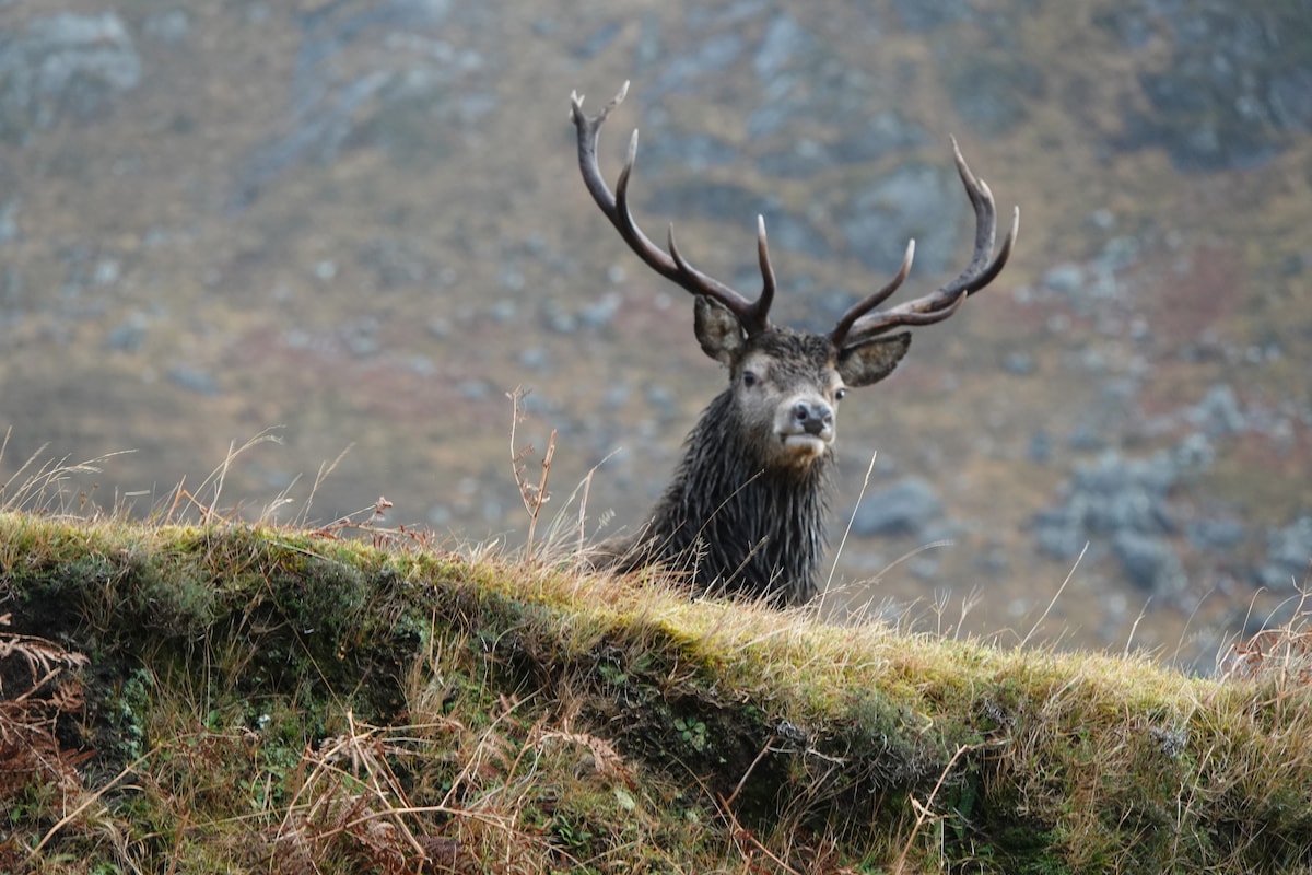 A brown stag with prominent antlers stands attentively on a grassy slope. The background features soft, muted tones of rocky hills, adding to the natural landscape. The stag's fur is slightly damp, suggesting an exposure to elements, while the surrounding grasses add texture to the scene.