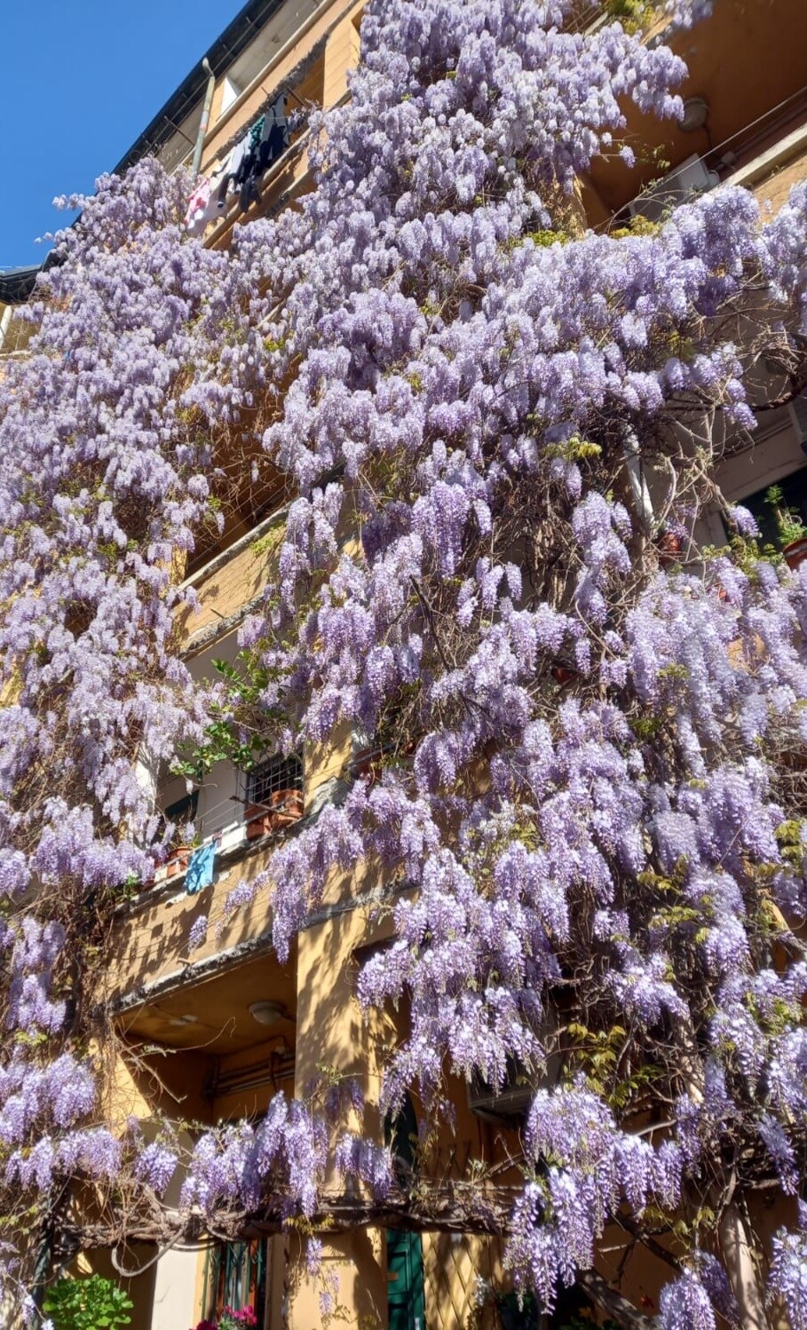 A vibrant display of wisteria flowers cascades down the facade of a charming building, creating a natural tapestry of purple blooms. The sunlight highlights the delicate petals, enhancing the inviting appearance of the balcony and creating a serene atmosphere.