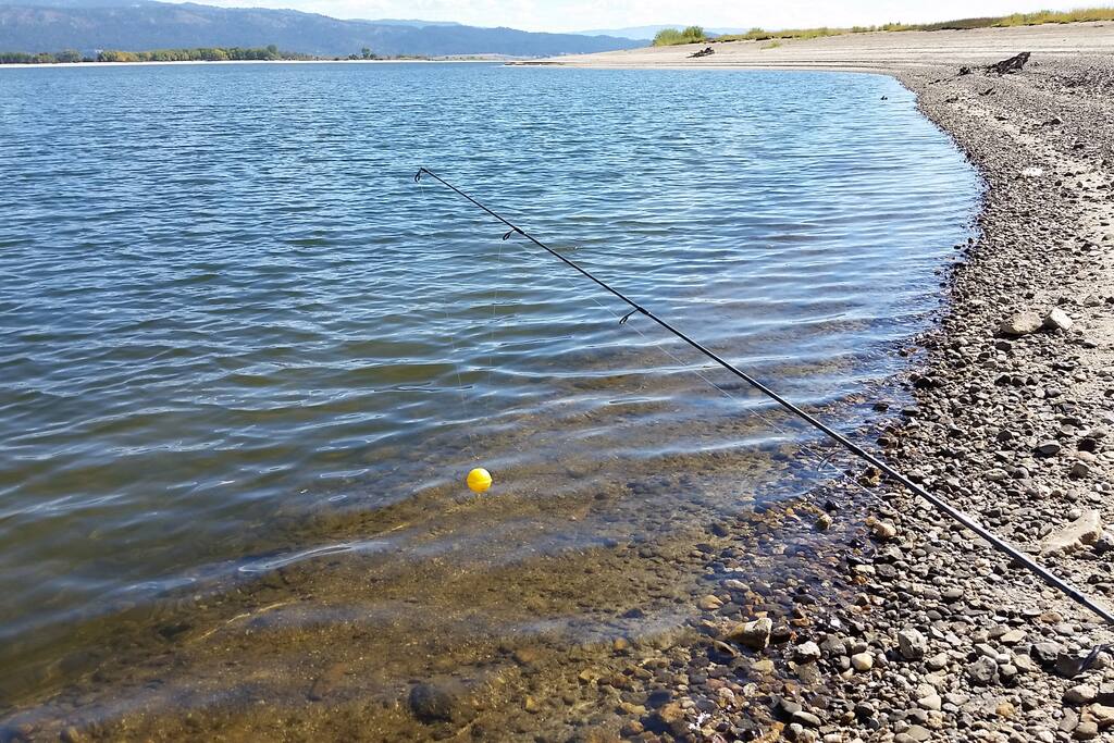 Trout and perch from the bank
