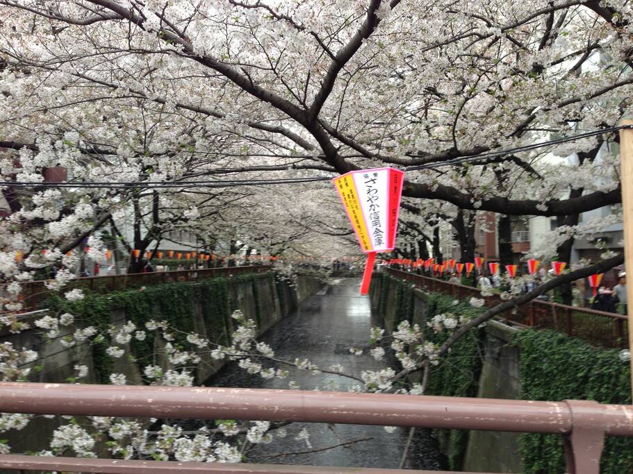 Neighborhood - Naka Meguro Cherry Blossoms