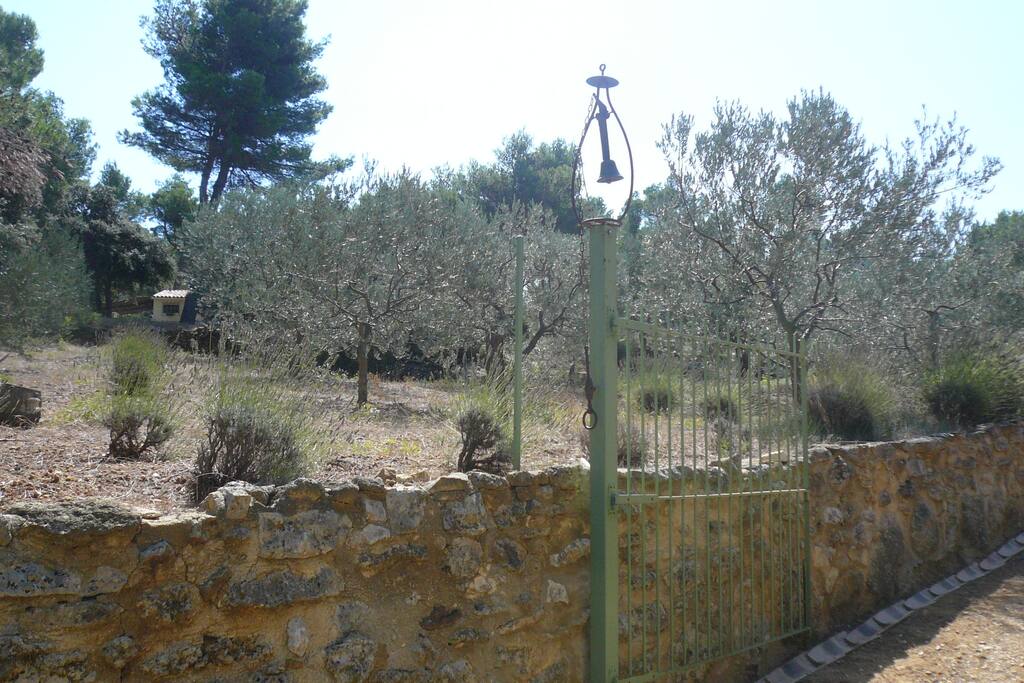 Oliveraie : vous êtes en Provence !