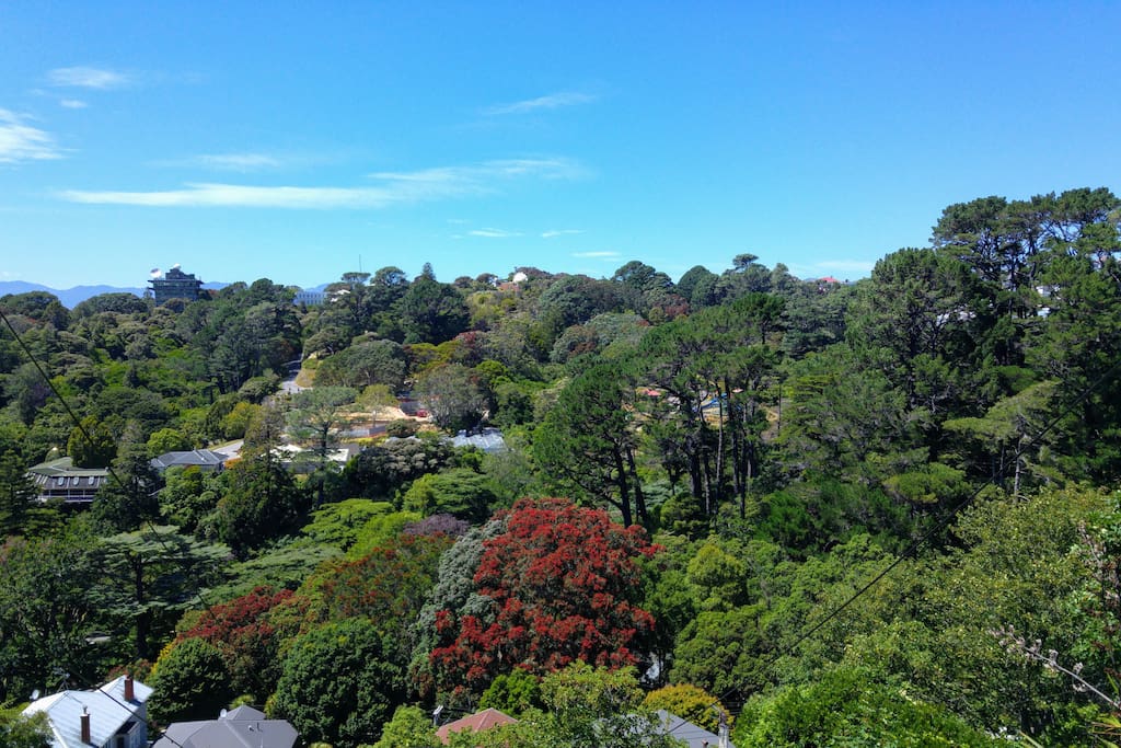 View of Botanic Gardens, planetarium and treehouse visitor building across the road. December view of the in-bloom Pōhutukawa trees