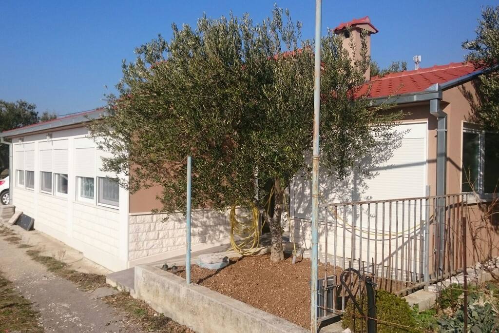 Little garden and olive tree