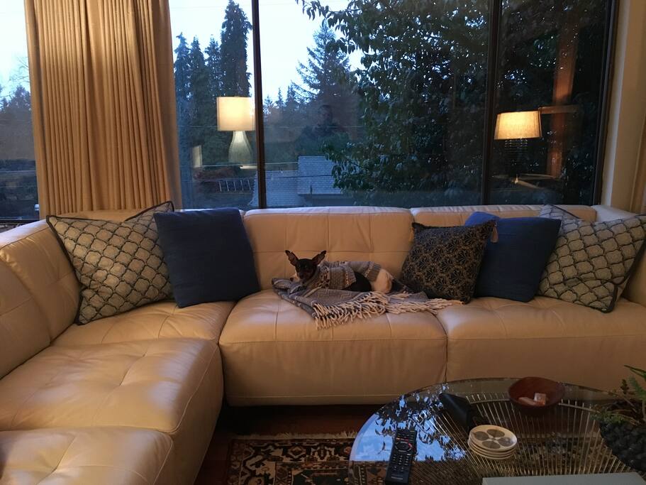Living Room with Tiny and Teddy, our lovable dogs