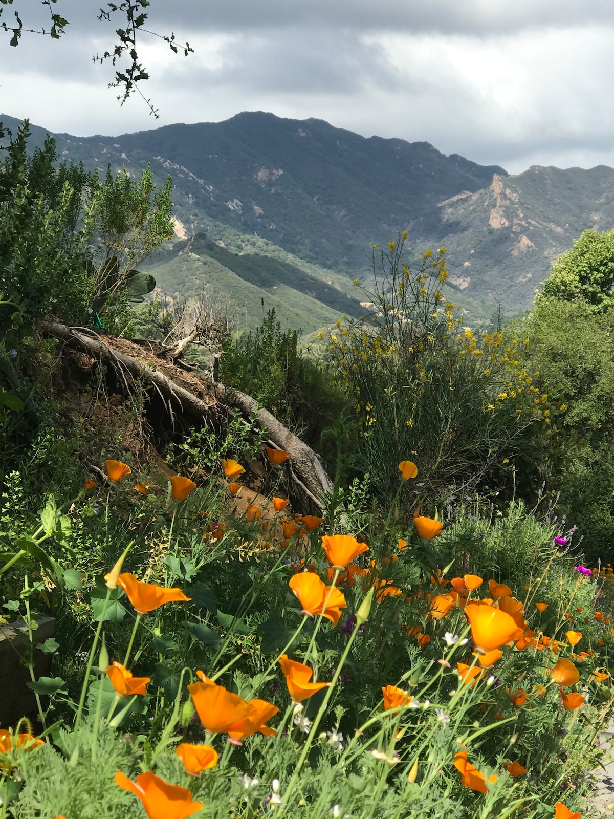 Saddle Peak Vacation Rentals & Homes - California, United States | Airbnb