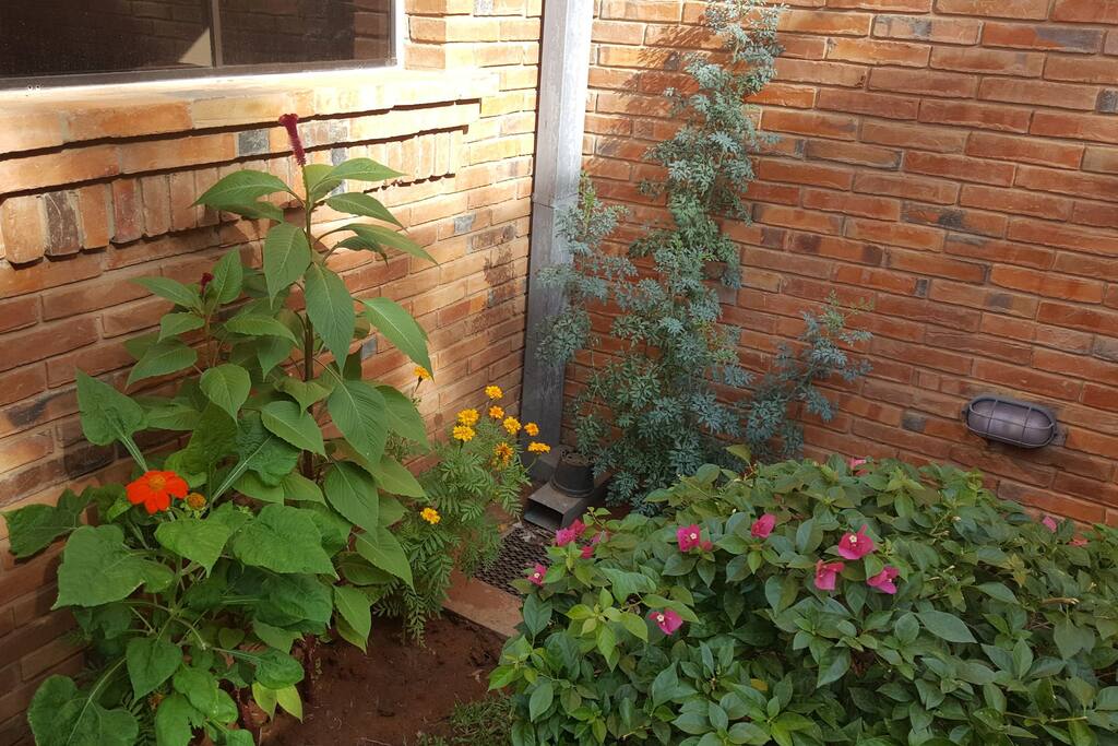 algunas plantas del jardín del frente