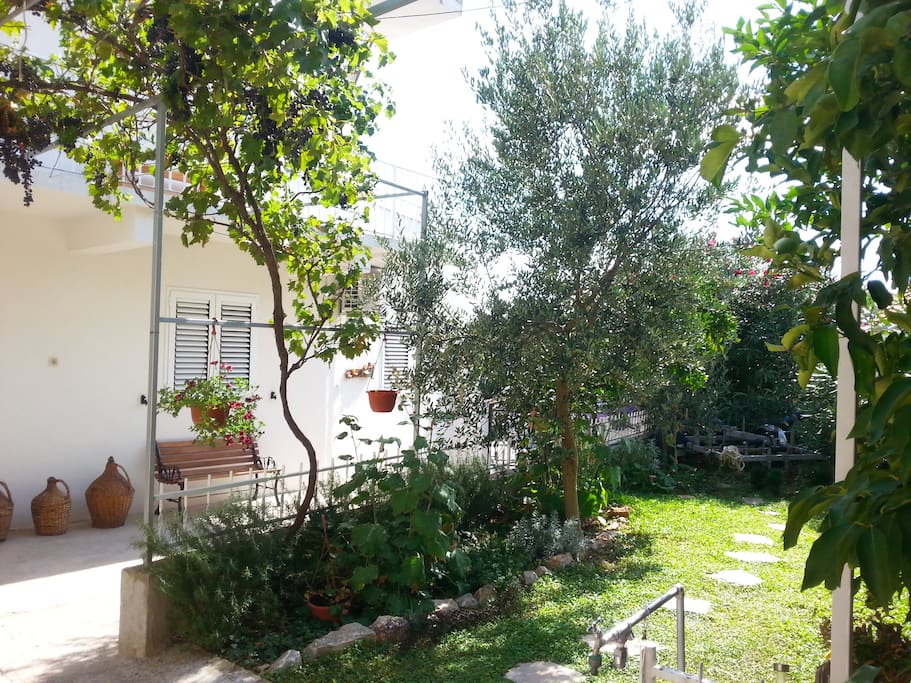 The garden