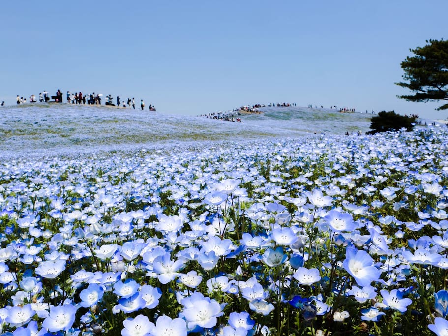 东瀛花物语 大海旁 碧空下 水天一色的蓝色花海 日本旅游攻略 尽在airbnb爱彼迎