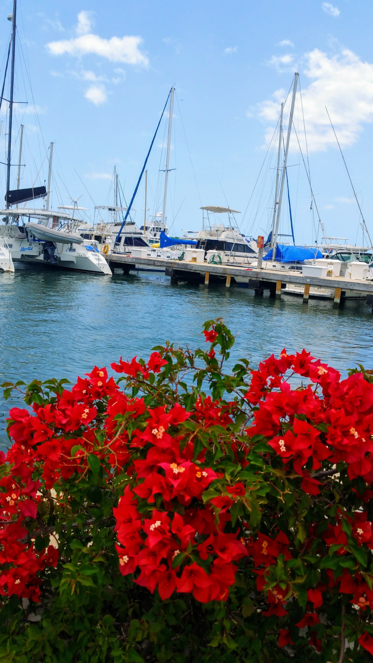 Vivid red flowers bloom at the foreground, contrasting against the serene water. Sailboats and yachts are docked in the marina, with masts reaching towards a clear blue sky dotted with clouds.