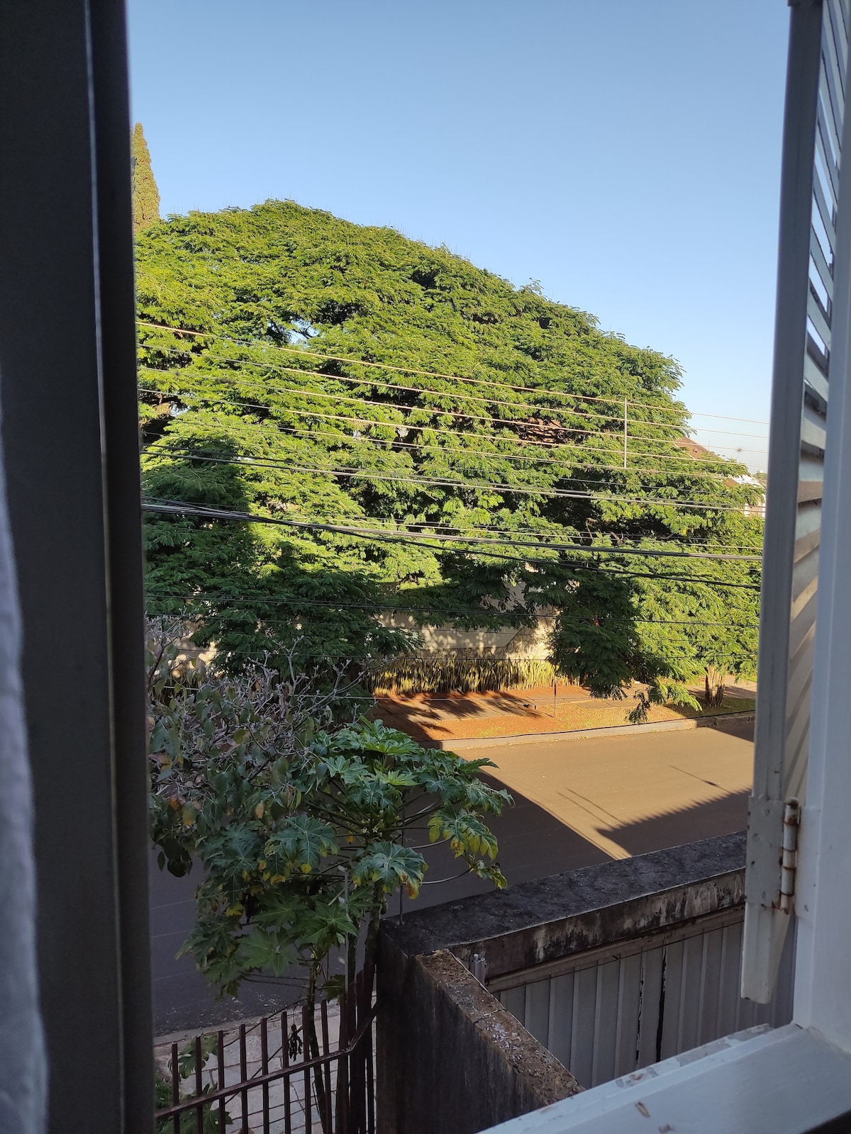 A view from an open window reveals a vibrant green tree outside, casting a shadow on the street below. The clear blue sky is visible above, and a quiet neighborhood street extends into the distance.