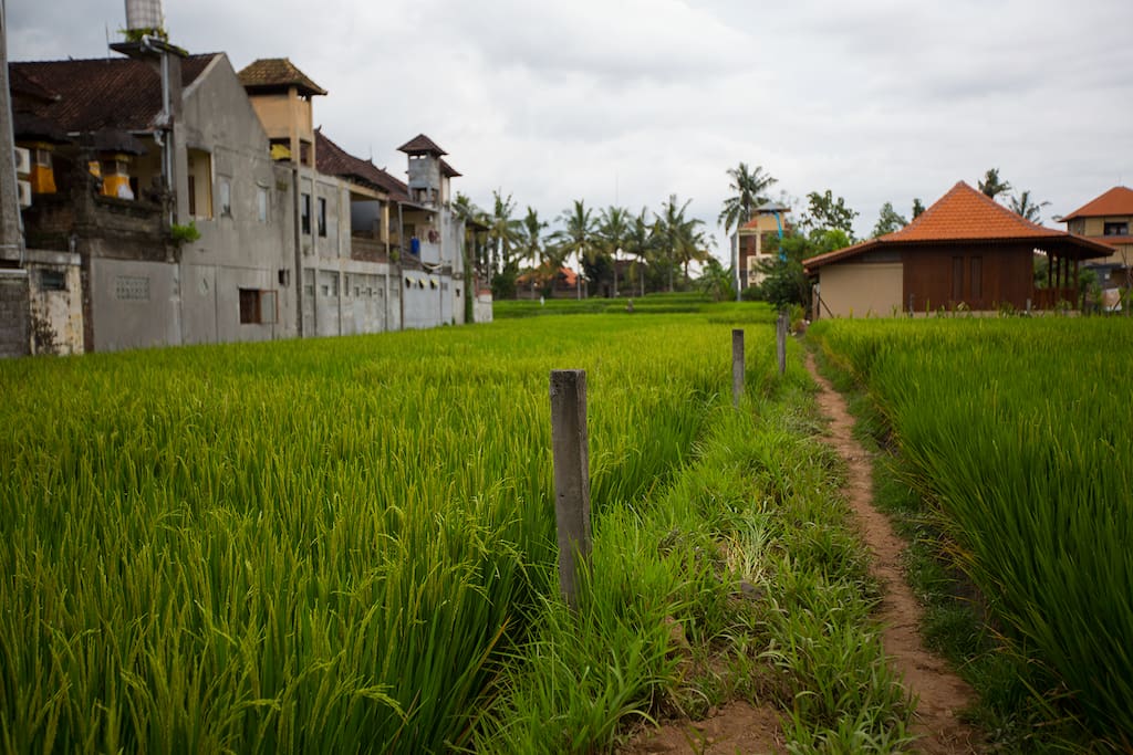 The beautiful rice fields outside your window.