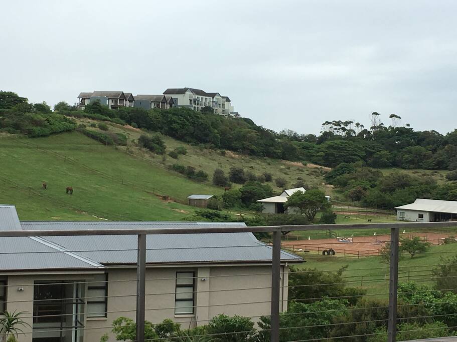Paddock views