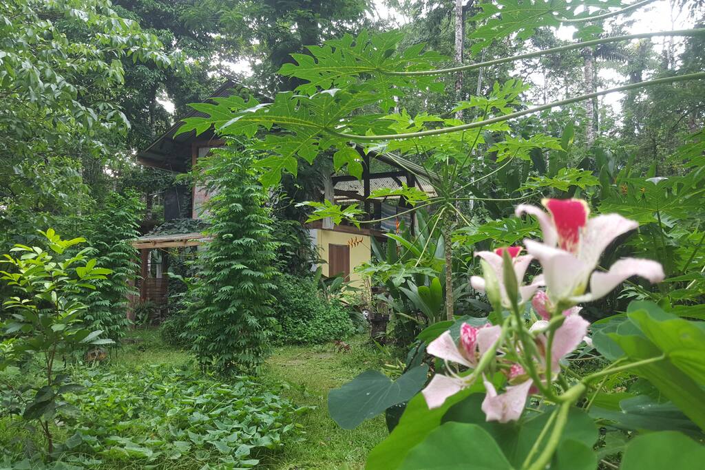 food garden with kitchen in the background
