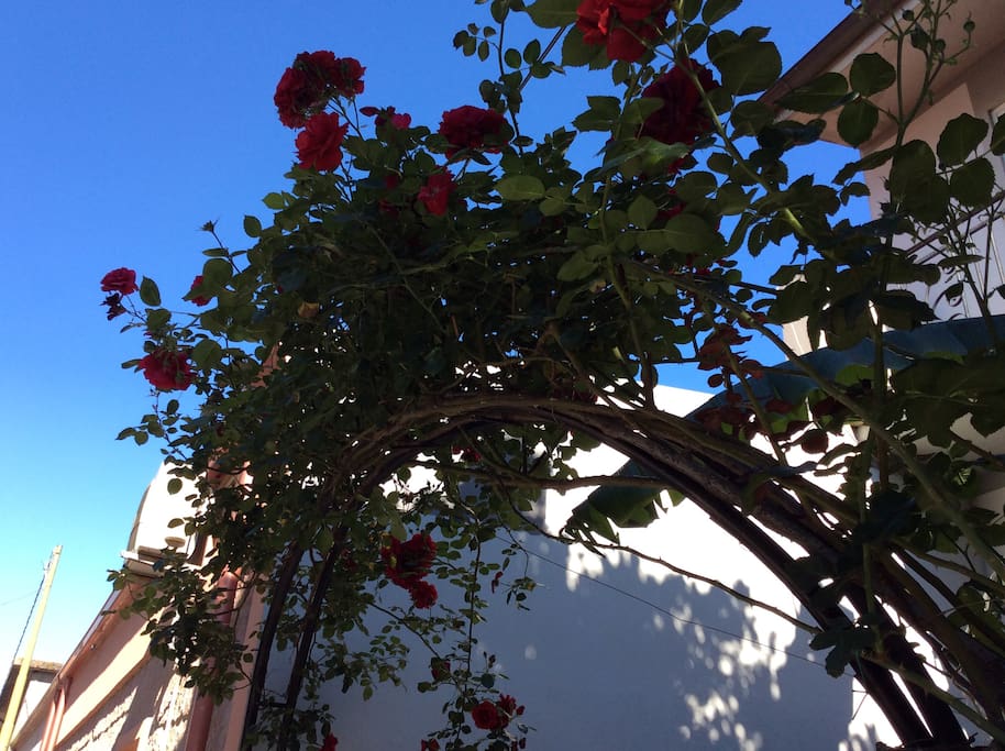 Questo è l'arco con le rose davanti alla casa.