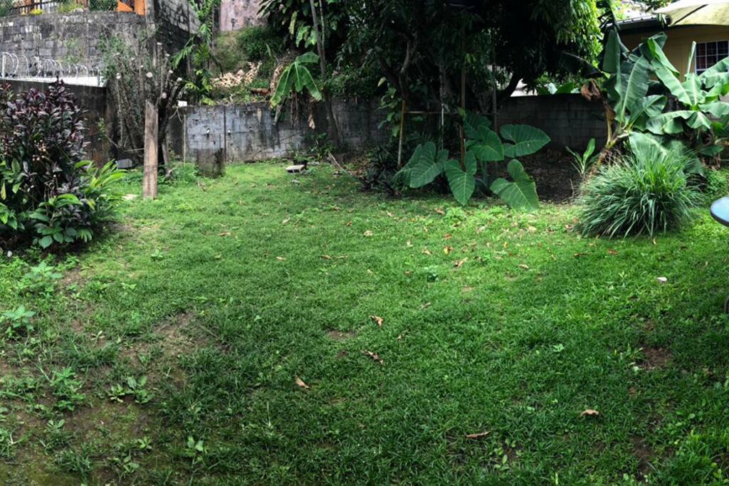 An open lush backyard with fruits