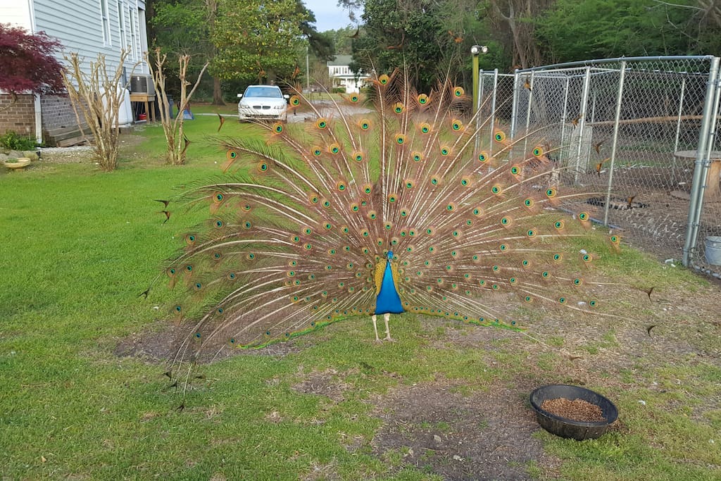Thomas the peacock showing off...