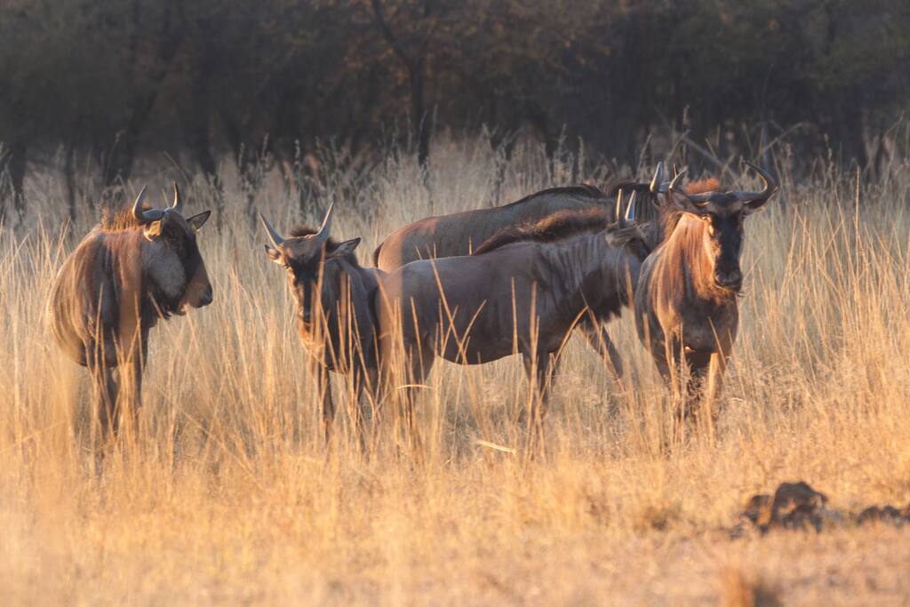 Bluewildebeest