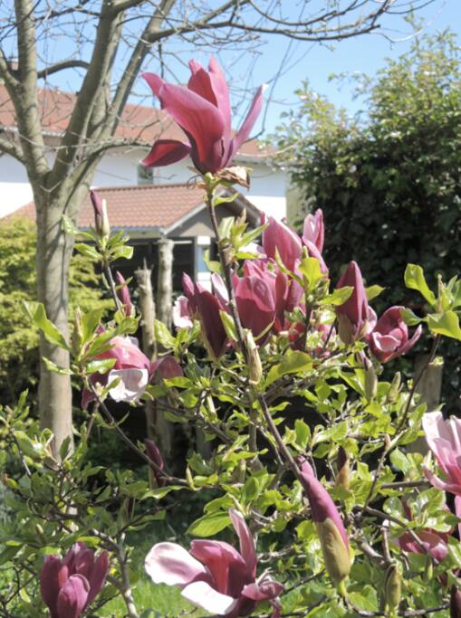Unser Garten im Frühling...
