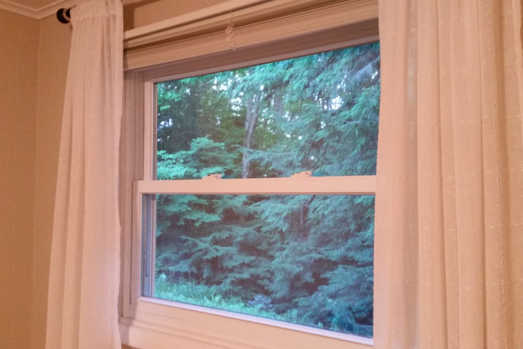 Great views of the woods