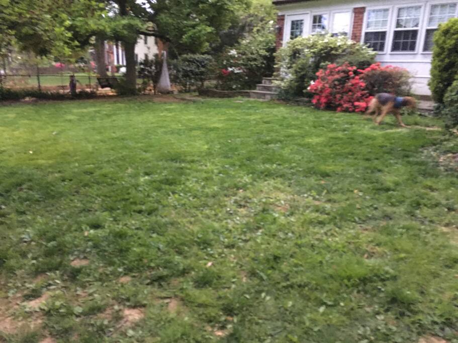 Side yard
