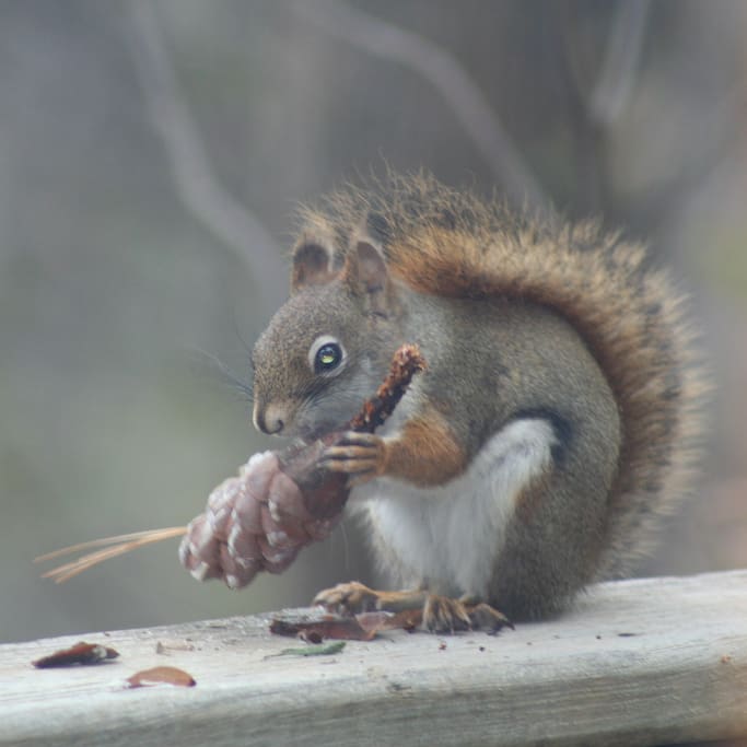 There are many squirrels at Mantorville Farms. This one is enjoying a fresh pine cone.