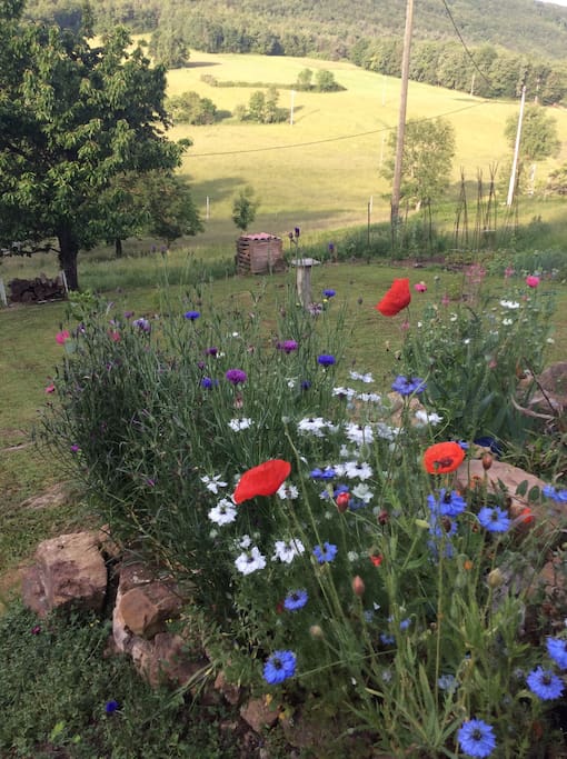 Our garden