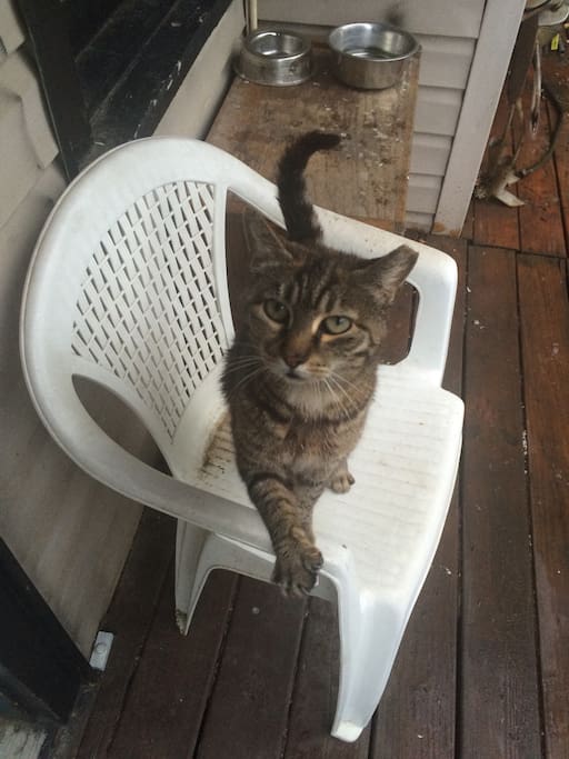 I'm Phred, my owner named me Fred and then found out I was a girl so he changed the spelling so I wouldn't get made fun of in the neighborhood :)
(From what I'm told some awesome guest started me an instagram #nashvillephred)
