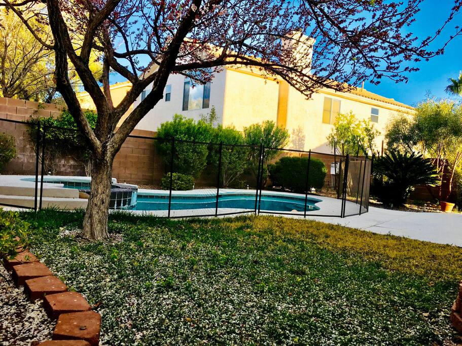 Beautiful Backyard with Fruit Trees.
