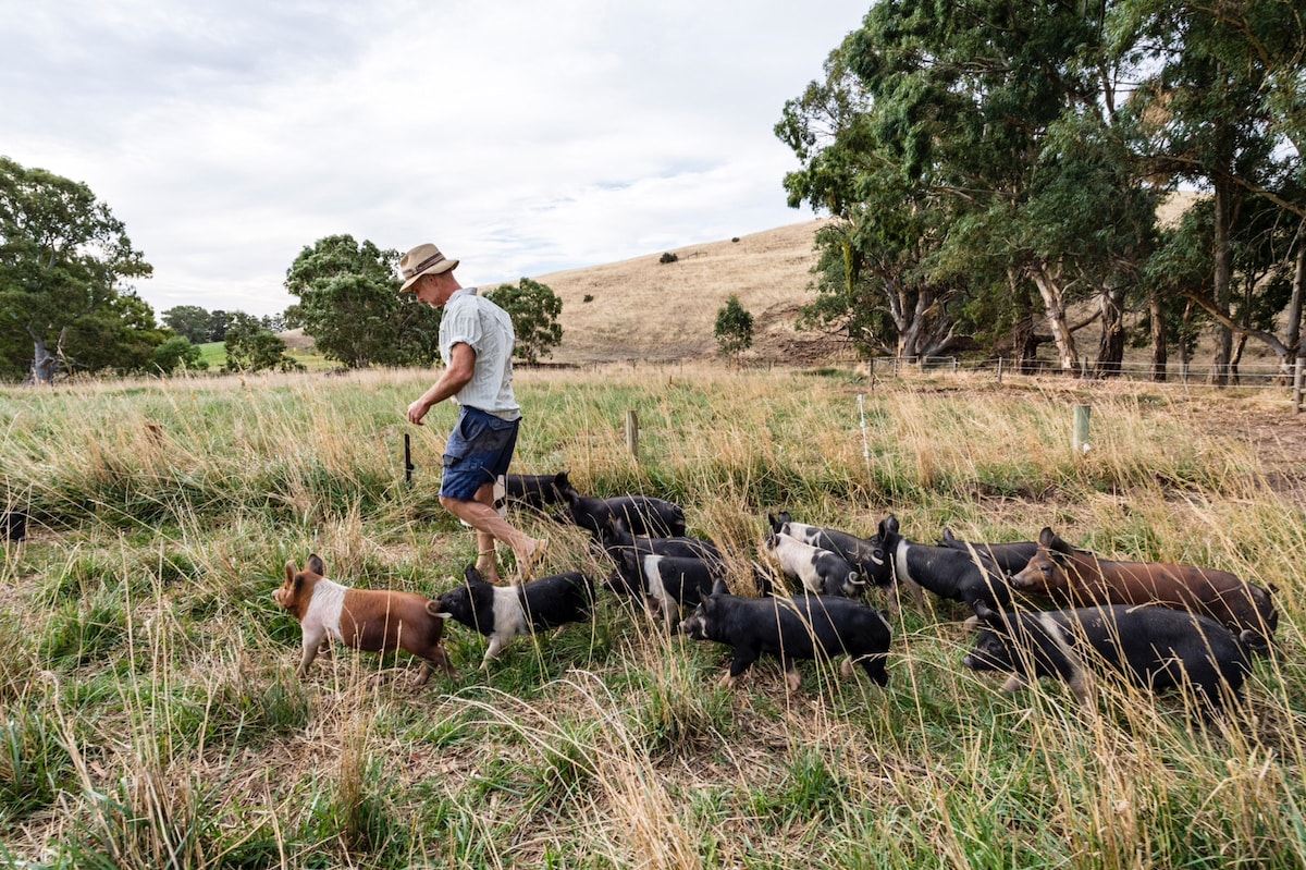 The Dairyman