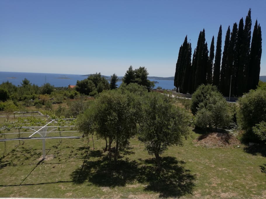 The view from the terrace and parking places by the olive trees