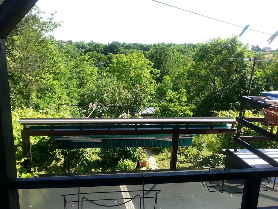 View from the balcony, forest