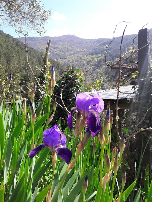 Springtime irises in bloom