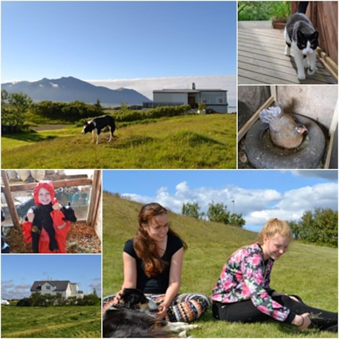 If you like a personal approach and a warm smile and a handshake on arrival then you have found us. and we welcome you all to our family farm with horses sheep lambs calves and chickens and ofcours dogs and our cat. A 5 min walk from your own privet beach. and only a 10 min drive by car to the village of Borgarnes (23 min by bike)