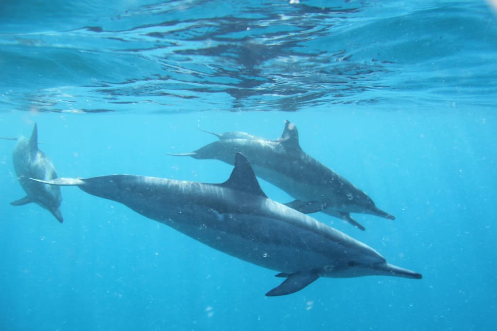 Amazing clear turquoise waters making seeing these beautiful and intelligent mammals a possibility during your time in Hawai'i.