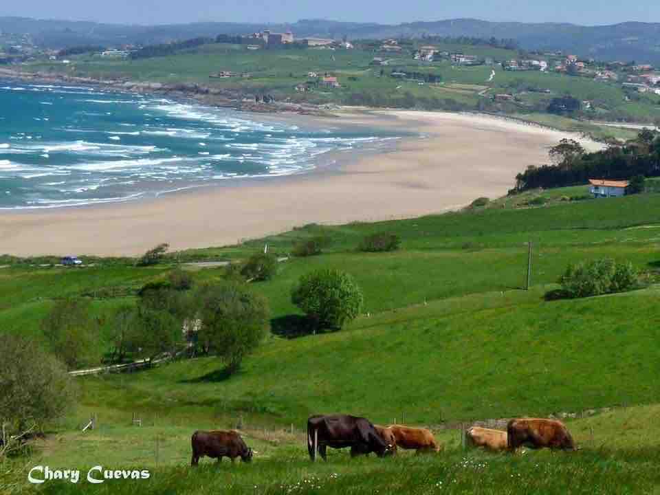 A scenic view of a sandy beach bordered by lush green hills. Cows graze peacefully in the foreground, with the gentle waves of the ocean creating a soothing contrast with the golden sands. The distant landscape features scattered houses amidst rolling hills.