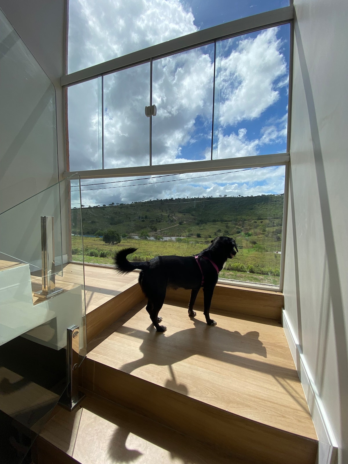 A dog is seen standing on wooden stairs, gazing out through a large glass window. The scenic view includes rolling green hills under a partly cloudy sky. The spacious area features contemporary design elements, with light flooding in from outside.