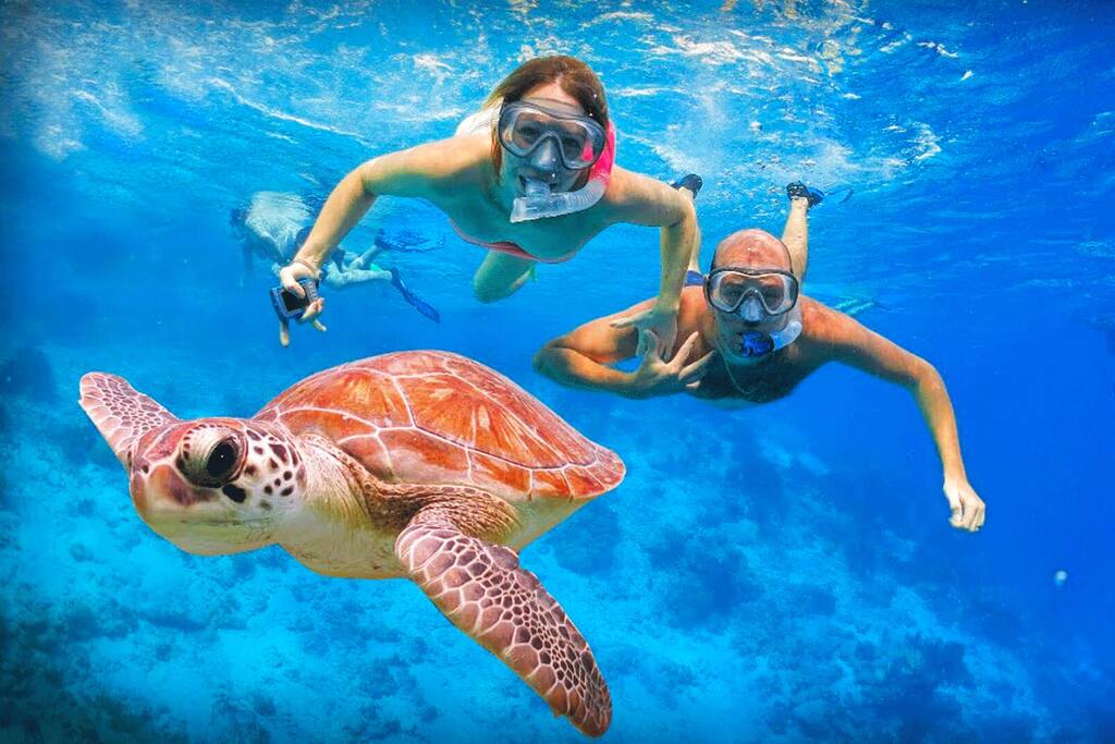 Turtle Snorkeling