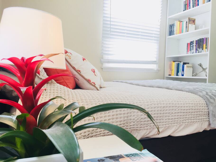 Tropical bromeliad, a member of the pineapple family; an excellent air cleaning plant. Borrow a book for the beach.