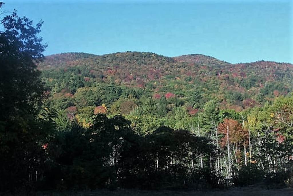 Beautiful fall colors behind our cottage.