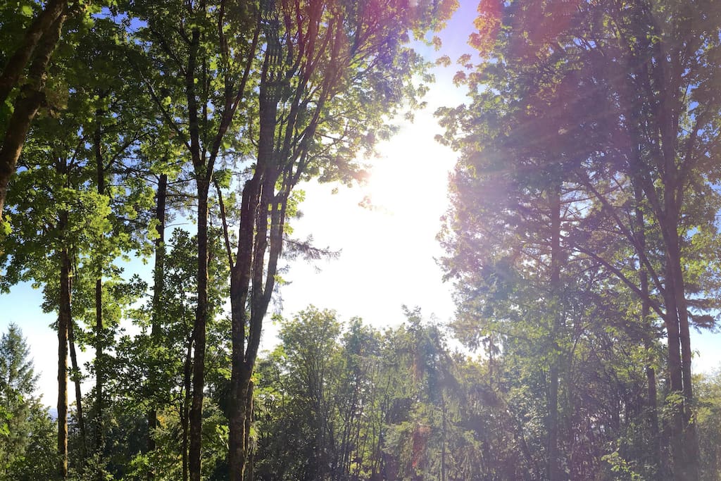 Treehouse-Like Retreat Apartment inside House just 12 minutes to Downtown Portland - Easy access to Nike, Intel, St. Vincent's Hospital, and Wine Country (The space will be lightly furnished by July 29, 2016.) Decks off entrance and bedroom. Forested yard with room to wander.