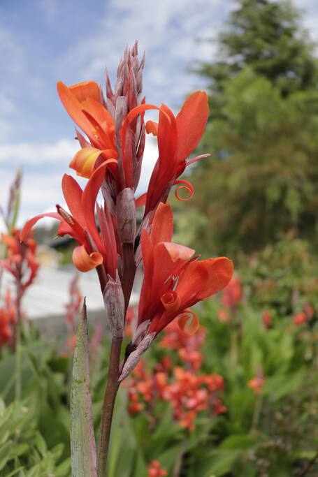 Lily's in the garden